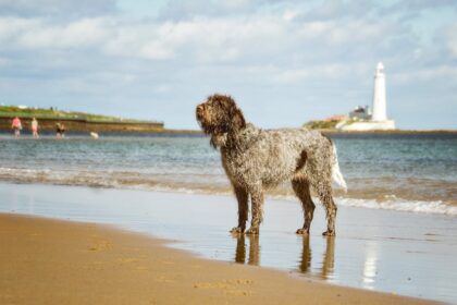 Best dog walker in northumberland