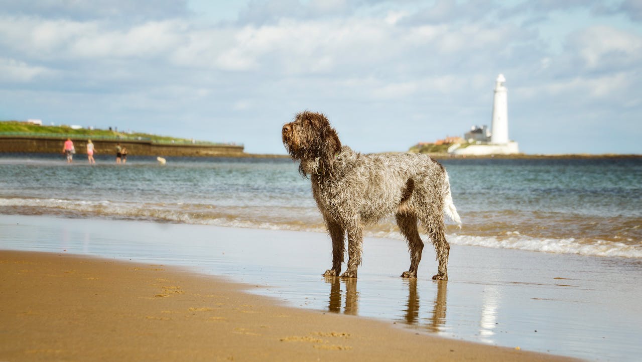 Best dog walker in northumberland